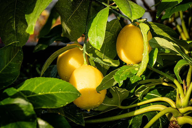 Lemons