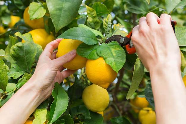 picking lemons