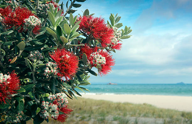 Pōhutukawa (Metrosideros excelsa)