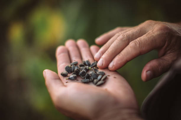 Hand holding seeds